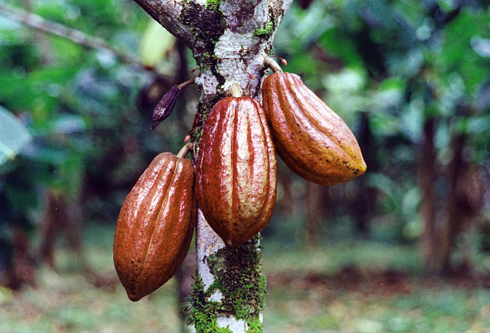 Cacao Processing Plant Now On The Pipeline For Southcot Farmers South Cotabato Official Website